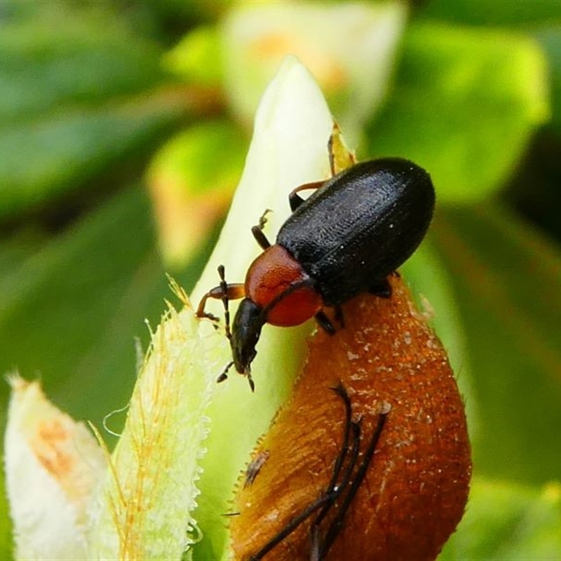 Pemanoa sp. (genus)