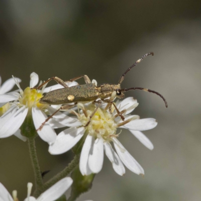 Pempsamacra pygmaea