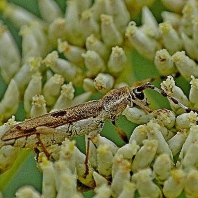 Pempsamacra tillides