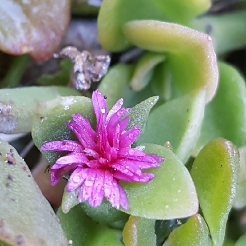 Aptenia cordifolia