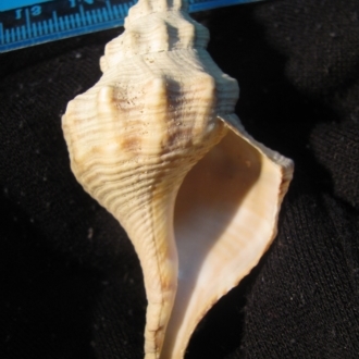 Black River Beach, Tasmania (D. Dedenczuk)