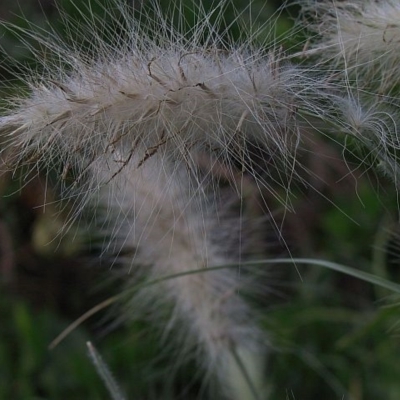 Pennisetum villosum