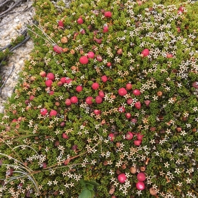 Pentachondra pumila