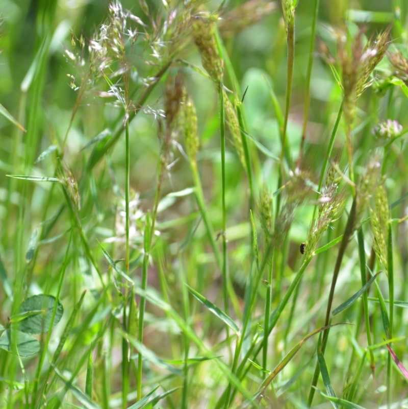 Pentaschistis airoides