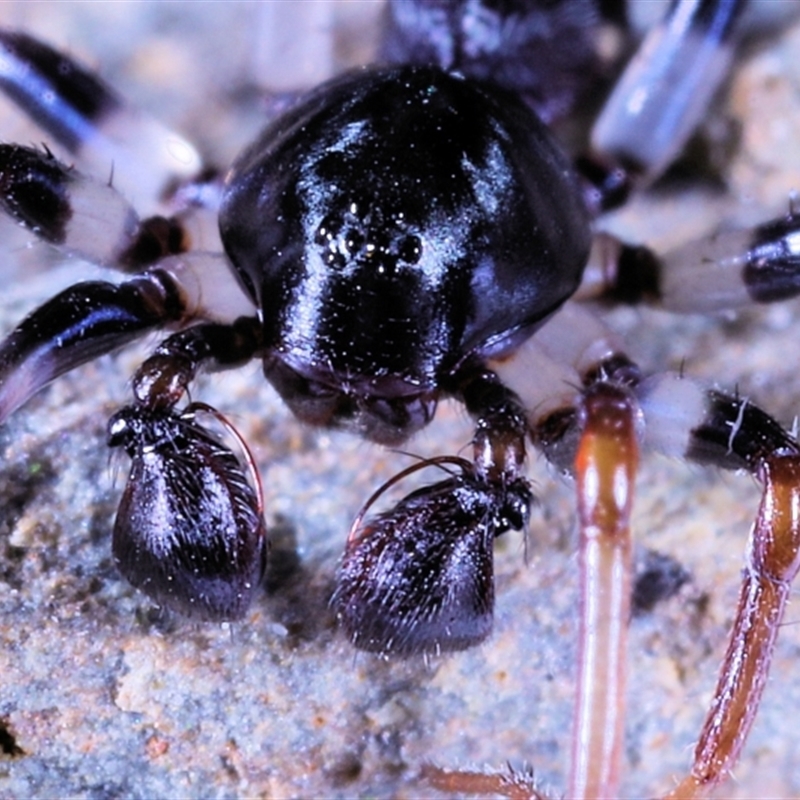 Pentasteron sp. (genus)