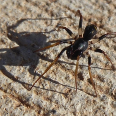 Pentasteron sp. (genus)