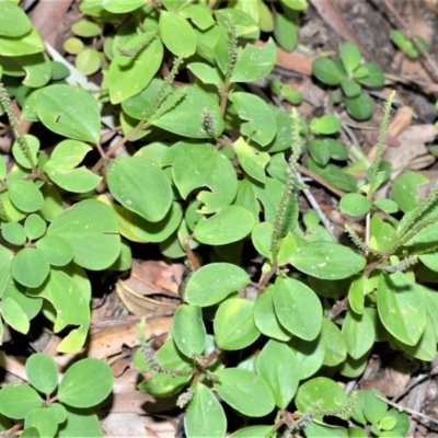 Peperomia blanda var. floribunda