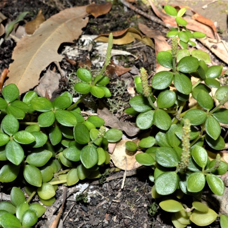 Peperomia tetraphylla