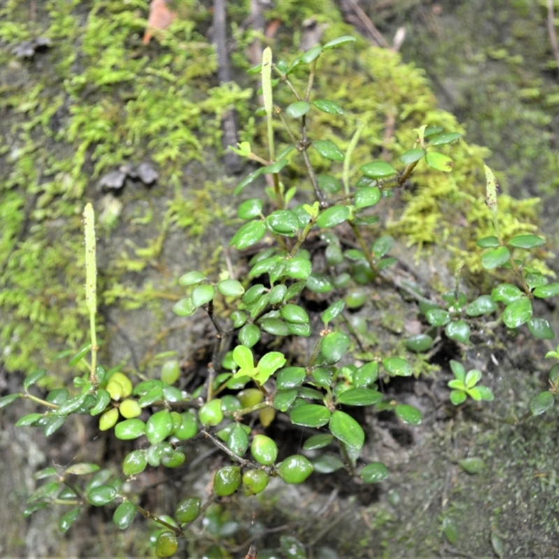 Peperomia tetraphylla