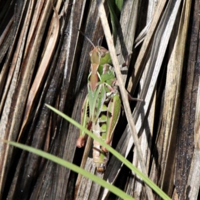 Sighting 4445627
MALE