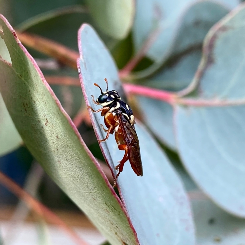 Pergagrapta latreillii