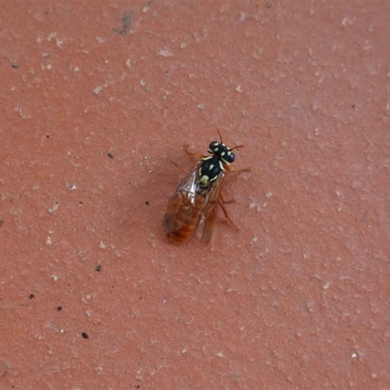 Pergagrapta latreillii