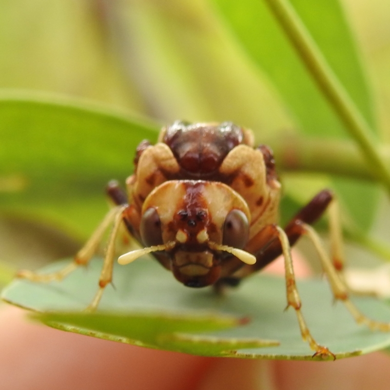 Pergagrapta polita