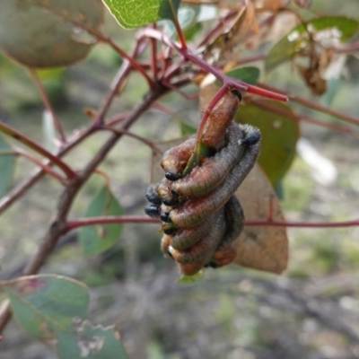 Pergagrapta sp. (genus)