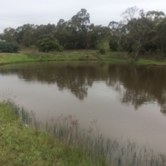 FrogWatch survey at TAY200: Mt Taylor 2 - 25 Oct 2020