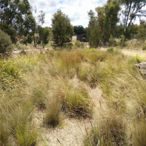 FrogWatch survey at NAD034: Cork Oak Dam Lot 34 - 30 Dec 2020