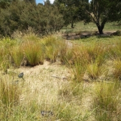 FrogWatch survey at NAD034: Cork Oak Dam Lot 34 - 30 Dec 2020