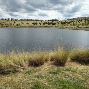 FrogWatch survey at NAD011: Arboretum Main Dam - 30 Dec 2020