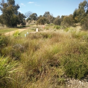 FrogWatch survey at NAS100: STEP Dam Lot 100 - 31 Mar 2021