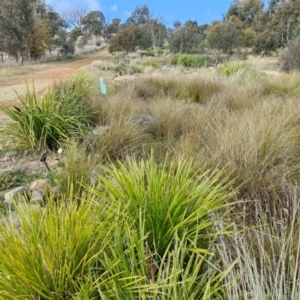 FrogWatch survey at NAS100: STEP Dam Lot 100 - 26 May 2021