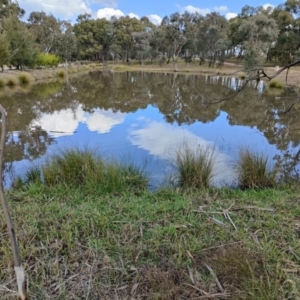 FrogWatch survey at NAD034: Cork Oak Dam Lot 34 - 30 Jun 2021