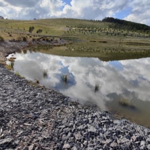 FrogWatch survey at NAD011: Arboretum Main Dam - 30 Jun 2021