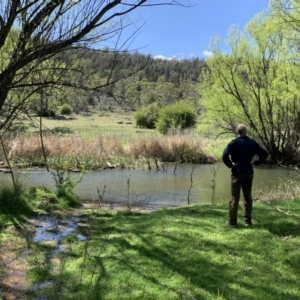 FrogWatch survey at COO350: Cooma Ck @ North Ridge - 9 Oct 2021