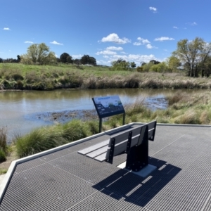 FrogWatch survey at JER515: JWs - end of billabong, WL#21 - 6 Oct 2021