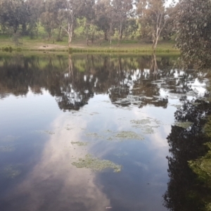 FrogWatch survey at CMC600: Mt Neighbor Dam - 11 Oct 2021