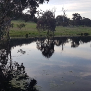 FrogWatch survey at CMC600: Mt Neighbor Dam - 11 Oct 2021