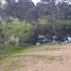 FrogWatch survey at CMC600: Mt Neighbor Dam - 11 Oct 2021