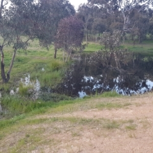 FrogWatch survey at CMC600: Mt Neighbor Dam - 11 Oct 2021