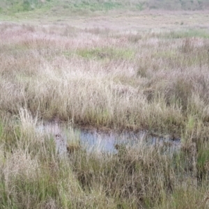 FrogWatch survey at CMC700: Kambah BMX Park - 19 Oct 2021