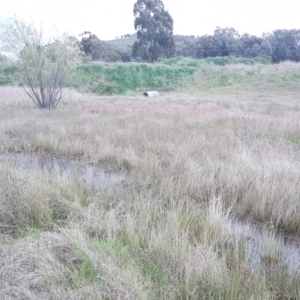 FrogWatch survey at CMC700: Kambah BMX Park - 19 Oct 2021