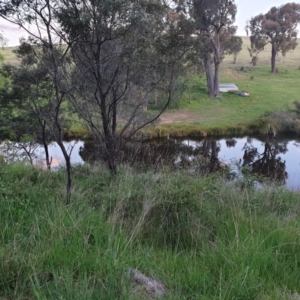 FrogWatch survey at WEE100: Weemalla Sarah's Wallaroo site - 23 Oct 2021