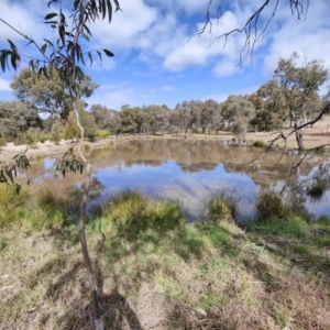 FrogWatch survey at NAD034: Cork Oak Dam Lot 34 - 25 Aug 2021