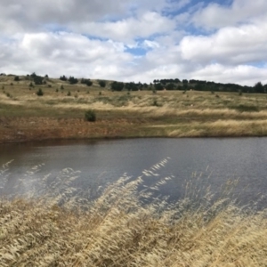 FrogWatch survey at NAD036: Larch Dam Forest 36 - 5 Jan 2022