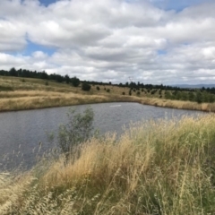 FrogWatch survey at NAD036: Larch Dam Forest 36 - 5 Jan 2022