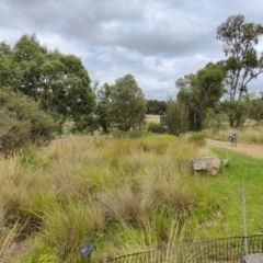 FrogWatch survey at NAS100: STEP Dam Lot 100 - 5 Jan 2022