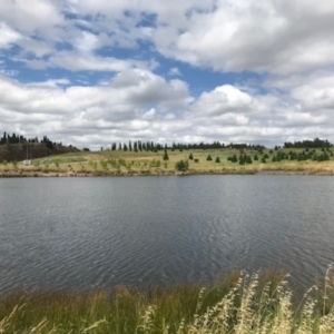 FrogWatch survey at NAD011: Arboretum Main Dam - 5 Jan 2022