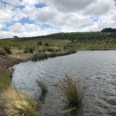 FrogWatch survey at NAD011: Arboretum Main Dam - 5 Jan 2022