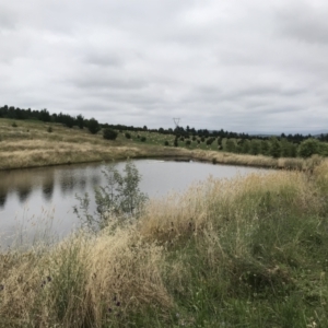 FrogWatch survey at NAD036: Larch Dam Forest 36 - 26 Jan 2022