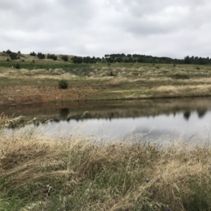 FrogWatch survey at NAD036: Larch Dam Forest 36 - 26 Jan 2022