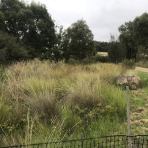 FrogWatch survey at NAS100: STEP Dam Lot 100 - 26 Jan 2022