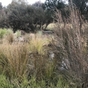 FrogWatch survey at NAS100: STEP Dam Lot 100 - 29 Jun 2022