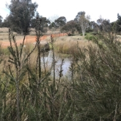 FrogWatch survey at NAS100: STEP Dam Lot 100 - 29 Jun 2022