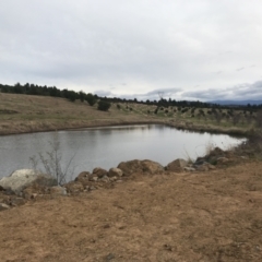 FrogWatch survey at NAD036: Larch Dam Forest 36 - 29 Jun 2022