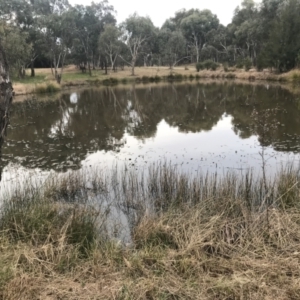 FrogWatch survey at NAD034: Cork Oak Dam Lot 34 - 29 Jun 2022