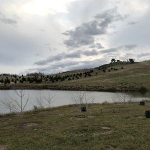 FrogWatch survey at NAD011: Arboretum Main Dam - 29 Jun 2022