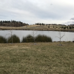 FrogWatch survey at NAD011: Arboretum Main Dam - 29 Jun 2022